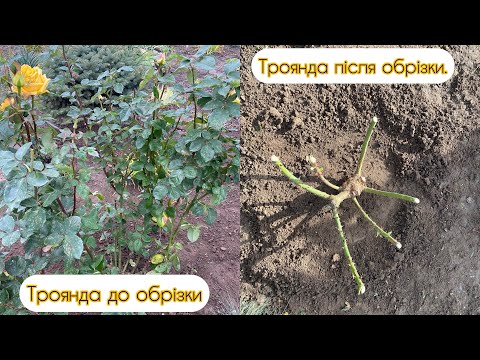 Видео: Обрізаю чайно гібридну троянду “Mohana”.Ви ще не обрізайте 🌹,треба дочекатись перших приморозків.