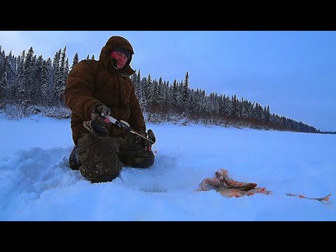 Видео: Зимняя рыбалка. Попал на раздачу окуня! Озеро в тайге полно рыбой!