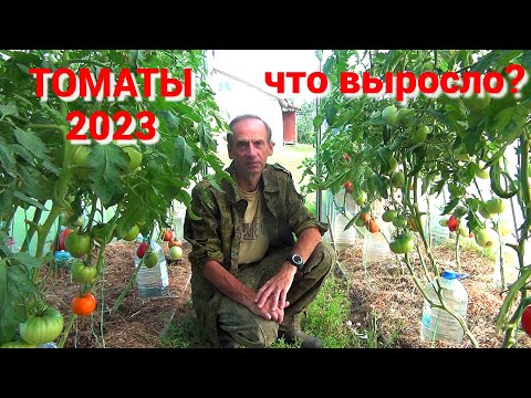 Видео: ТОМАТЫ 2023. Какие сорта дали урожай в этом году. Итоги выращивания на 1 августа.