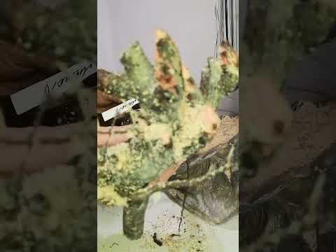 Видео: посылка с пионами от Натальи.