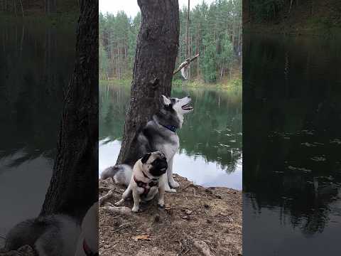 Видео: Пёслантида