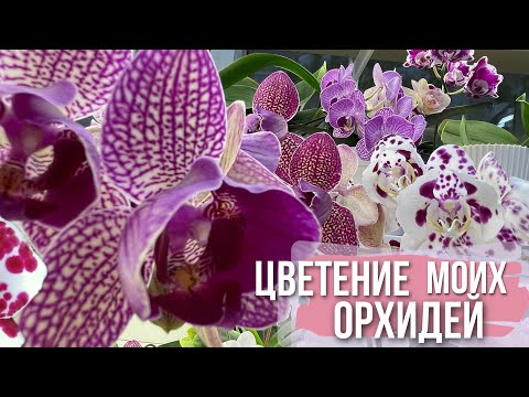 Видео: РАЙСКАЯ лоджия😍 или ЦВЕТЕНИЕ моих ОРХИДЕЙ🌸 новая колонка Тronsmart