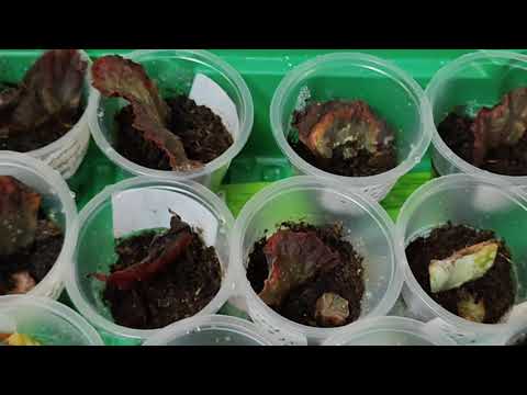 Видео: КОНТЕЙНЕРЫ С ФРАГМЕНТАМИ  ЛИСТЬЕВ. КАК ОНИ РАЗМНОЖАЮТСЯ . 🌺🌹🌷29 октября 2025 г.