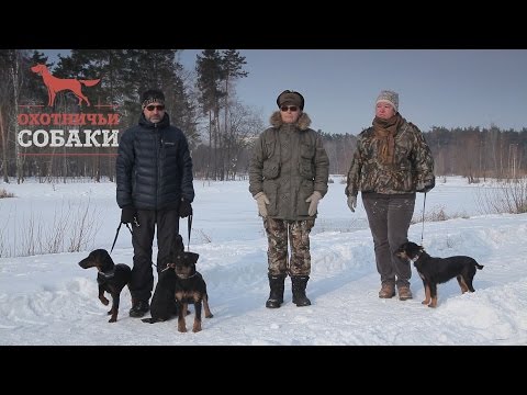Видео: Охотничьи собаки. 14 серия. Немецкий ягдтерьер