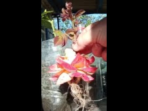 Видео: Сенсація! Живцювання троянд бутонами та листками. Вся правда.