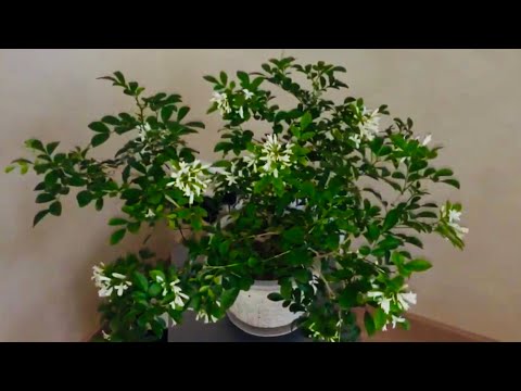 Видео: Прекрасная муррайя после сильнейшего стресса. Не повторяйте мою ошибку!