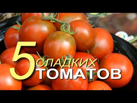 Видео: Эти пять СЛАДКИХ томатов завязывают плоды в СЛОЖНЫХ погодных условиях! Советы от ЗЕЛЕНОГО ОГОРОДА!
