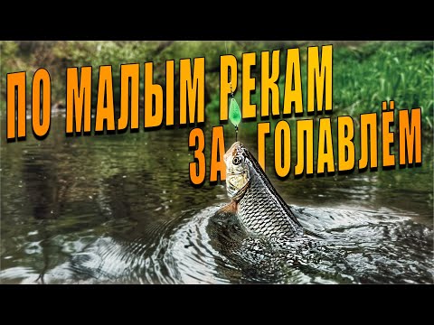 Видео: Трудовая Рыбалка, ГОЛАВЛЬ 2025. Редкие Поклевки НО ЗАТО КАКИЕ!