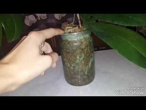 Видео: Уход за Орхидеями в КЕРАМЗИТЕ, полив с удобрением