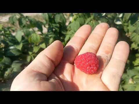 Видео: Добрива для Малини, вносимо через крапельний полив. Щоб малина мала товарний вигляд.