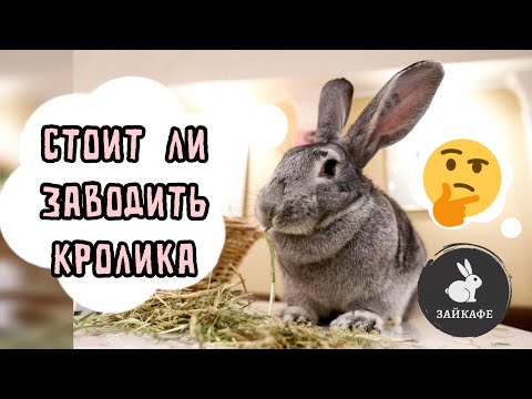 Видео: ПЛЮСЫ И МИНУСЫ КРОЛИКА В КВАРТИРЕ ! ЭТО ТЕБЕ НУЖНО ЗНАТЬ ОБЯЗАТЕЛЬНО !