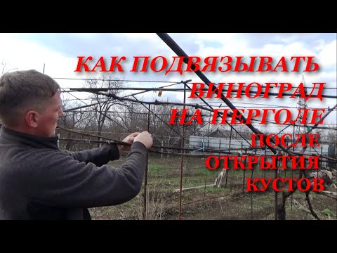 Видео: Как подвязывать виноград на шатровой шпалере после открытия виноградника