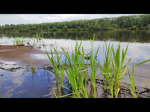 Видео: Рыбалка на острове с ночёвкой. Очень красивые места реки Вятка.