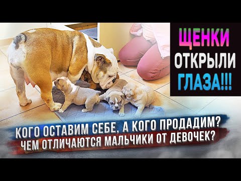 Видео: Щенкам Английского Бульдога Лисы уже 3 недели. Яна выделила фаворита!