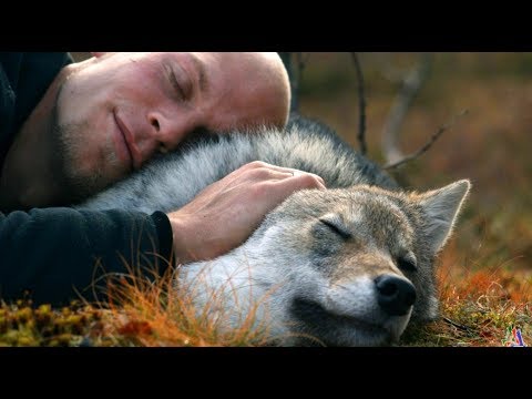 Видео: Как мужчина СПАС умирающую ВОЛЧИЦУ