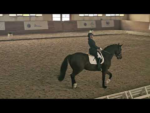 Видео: Симонова Ольга и Рэнди. Средний Приз. 66,618%. Чемпионат РК по выездке.  Алматы. 19.10.25