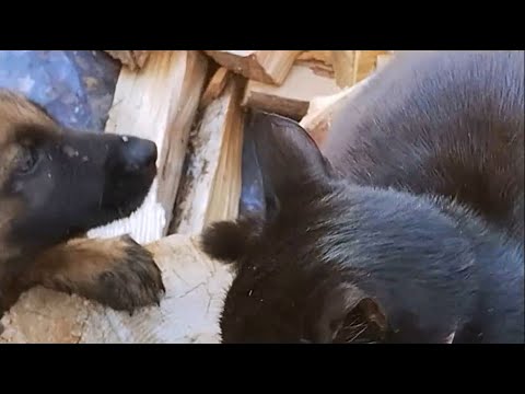 Видео: Сезон 2025. Аякс + Пашка = компашка! Расскажу, как понемножку -- подружить собаку с кошкой..)