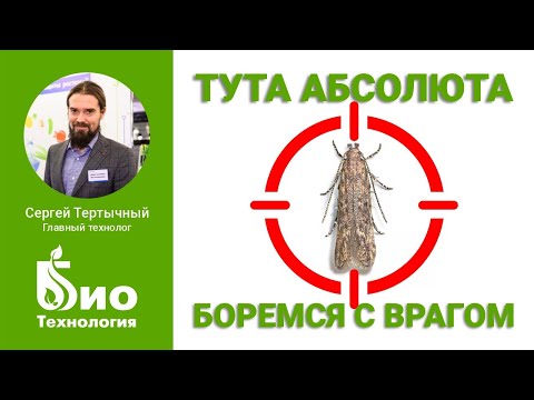 Видео: Средства против Туты Абсолюты в теплице. Энтомофаги, ловушки, Изонет