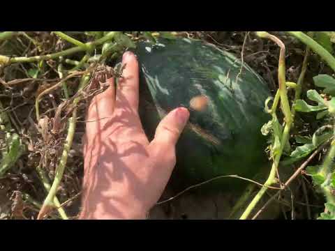 Видео: Арбузы 🍉 дыни привитые на 🍈 кабачки,фицифалия,закрытие сезона  25августа нижегородская обл.