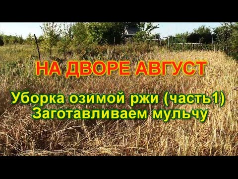 Видео: На дворе Август.  Уборка озимой ржи.  Заготовка МУЛЬЧИ.