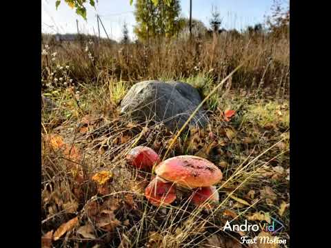 Видео: Наши осенние виды