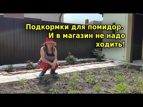 Видео: Хорошие подкормки для помидор. Обязательно чередуйте