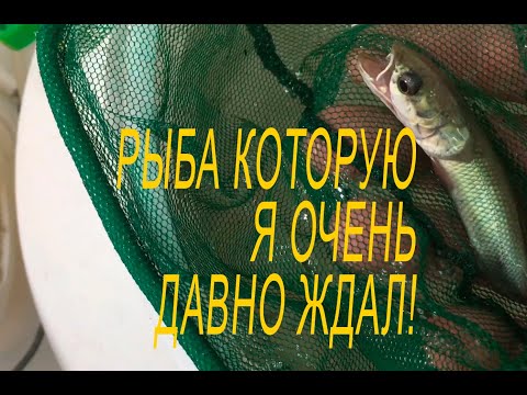 Видео: Не каждый может позволить себе такую рыбку в аквариуме!