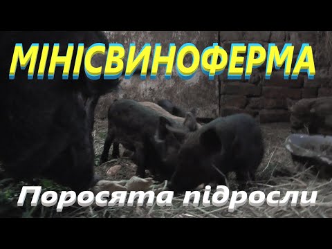 Видео: Моя мінісвиноферма # Поросята вже підросли #СамСобіПан