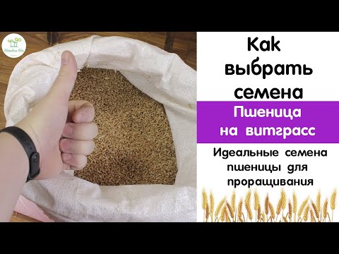 Видео: Как выбрать идеальные семена для проращивания пшеницы на витграсс