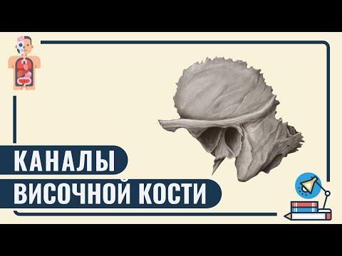 Видео: КАНАЛЫ ВИСОЧНОЙ КОСТИ | #каналыканалы височной кости