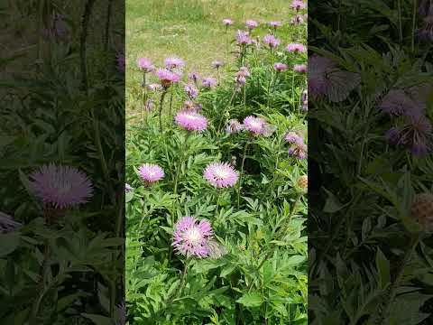 Видео: Васильки в бабочках  #созерцание #nature #бабочки #васильки # #природа