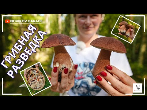 Видео: Грибная разведка 07 сентября 2025. Всеволожский район.