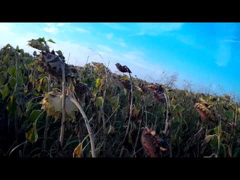 Видео: ЛОВ НА ГРИВЯК 5