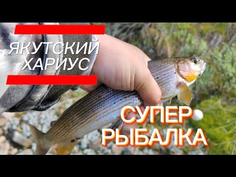 Видео: КРУТАЯ РЫБАЛКА - СУПЕР ХАРИУС ЮЖНАЯ ЯКУТИЯ