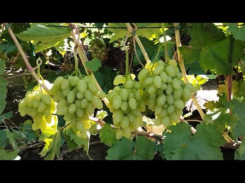 Видео: Киш-миш Джавелiн. 3 вересня 2025 р.