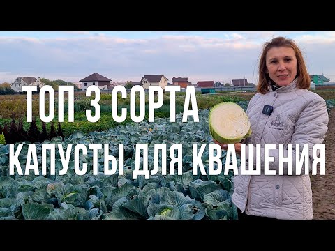 Видео: Лучшие сорта капусты для квашения. Какой сорт выбрать для посадки.