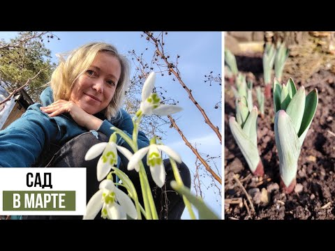 Видео: Как рано пришла весна в этом году! Влог 1