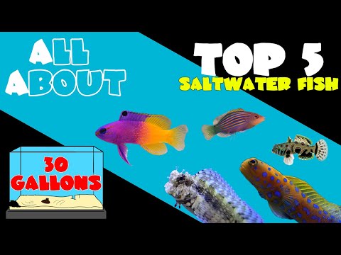 Видео: Пять лучших рыб для 30-галлонного морского аквариума