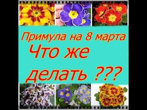 Видео: Примула на 8 марта, как сохранить ? Будет ли расти такая примула у нас в саду ?