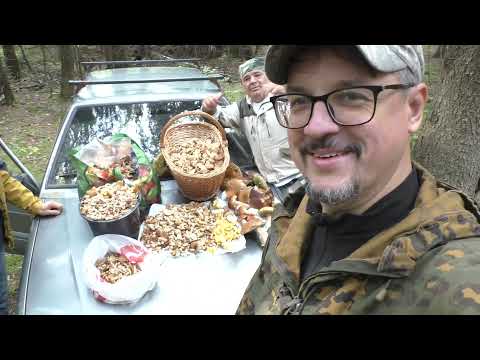 Видео: МАССОВЫЙ СБОР ОСЕННИХ ОПЯТ! ОНИ ПОВСЮДУ! СЛАБОНЕРВНЫМ НЕ СМОТРЕТЬ! 2 часть