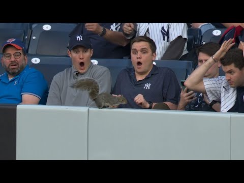 Видео: Самые смешные моменты и ляпы в MLB сезона 2023 года! 🤣