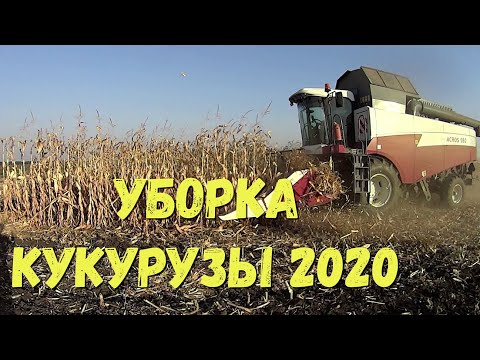 Видео: УБОРКА КУКУРУЗЫ 2020 НАЧАЛАСЬ!!!НЕПЛОХИЕ ВИДЫ НА УРОЖАЙ!!!АКРОС 580 С ЖАТКОЙ АРГУС!!!