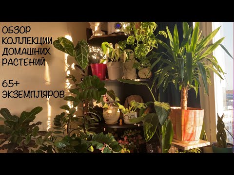 Видео: 65 растений в однокомнатной съёмной квартире🌿