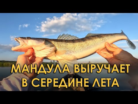 Видео: Судак обожает эту проводку приманки! Запоминайте, пробуйте! Спиннинг в городе, на Казанке.
