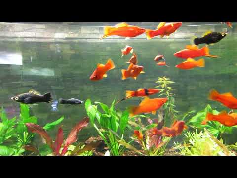 Видео: Аква студия с обзором . Спустя год в гостях у Андрея!!!