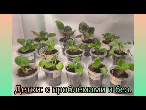 Видео: Проблемные детки фиалок. Рассадка деток.