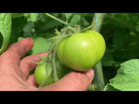 Видео: 20.04.2020 Панамера  VS Макан