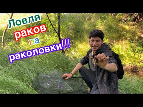 Видео: Ловля раков на раколовки. Проверка чеснока. Вот это улов за 24 часа!!!
