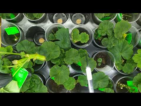 Видео: #18 Как я укореняю черенки пеларгонии.