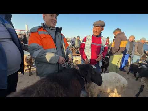 Видео: 16.10.2025. ЭЛЛИККАЛА КУЙ БОЗОР НАРХЛАРИ 